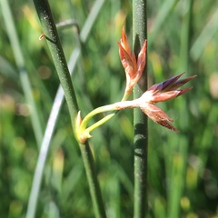 Juncus balticus
