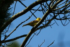 Emberiza citrinella caliginosa