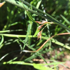 Juncus balticus