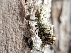 Leucochrysa