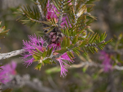 Melaleuca wilsonii