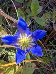 Gentiana autumnalis