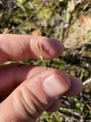 Carex leptalea