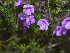 Prostanthera
