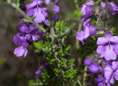 Prostanthera