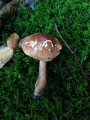 Tricholoma ustale