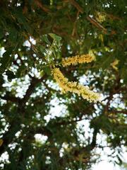 Eysenhardtia polystachya