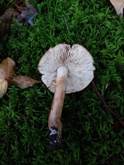 Tricholoma ustale