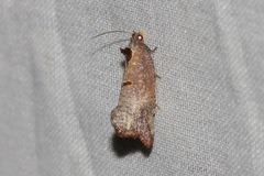 Glyphidoptera insignana