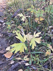 Anemone virginiana