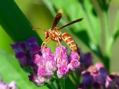 Polistes bellicosus