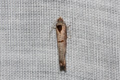 Glyphidoptera insignana