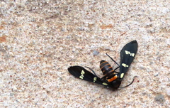 Syntomeida melanthus