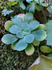 Sedum palmeri