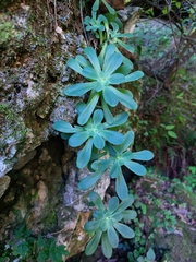 Sedum palmeri