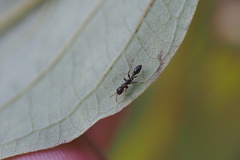 Pseudomyrmex ejectus