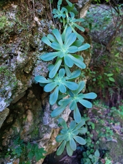 Sedum palmeri