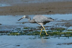Egretta novaehollandiae novaehollandiae
