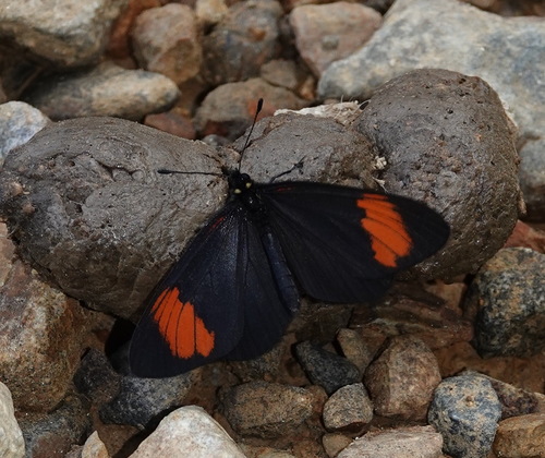 Abananote erinome