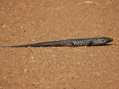 Egernia kingii