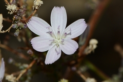 Stephanomeria