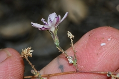 Stephanomeria