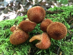 Tricholomopsis formosa