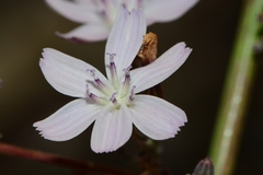 Stephanomeria