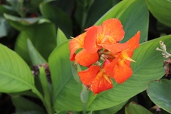 Canna flaccida
