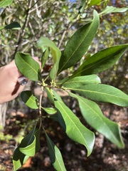 Cartrema americana