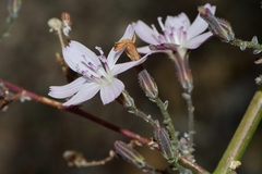 Stephanomeria