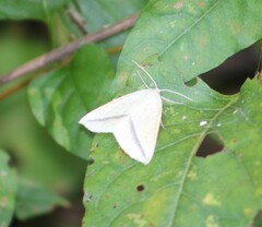 Lychnosea intermicata