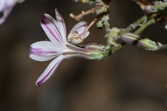 Stephanomeria