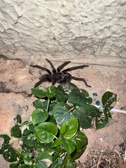 Acanthoscurria natalensis