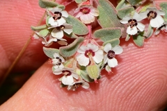 Euphorbia melanadenia