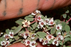 Euphorbia melanadenia