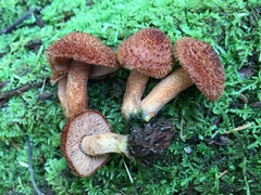 Tricholomopsis formosa