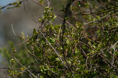 Muehlenbeckia australis