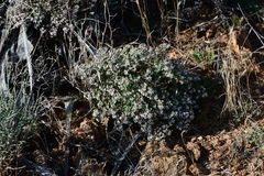 Euphorbia melanadenia