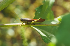 Schistocerca