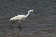 Egretta garzetta nigripes