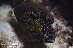 Calloplesiops altivelis