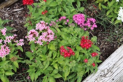 Pentas lanceolata