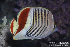 Chaetodon paucifasciatus