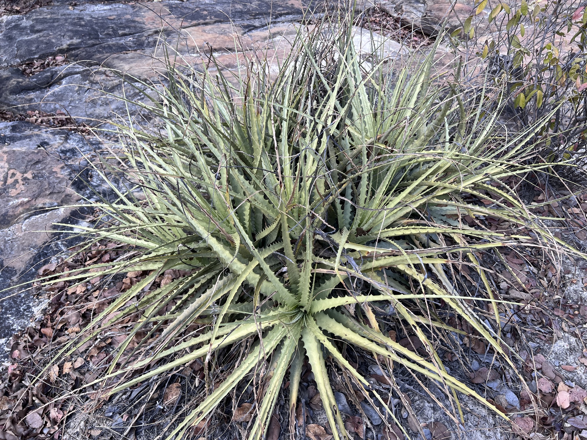 Encholirium spectabile