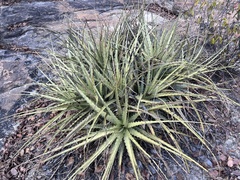 Encholirium spectabile