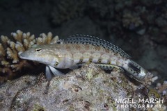 Parapercis hexophtalma