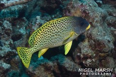 Plectorhinchus gaterinus