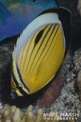 Chaetodon austriacus