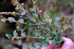Nothofagus cunninghamii